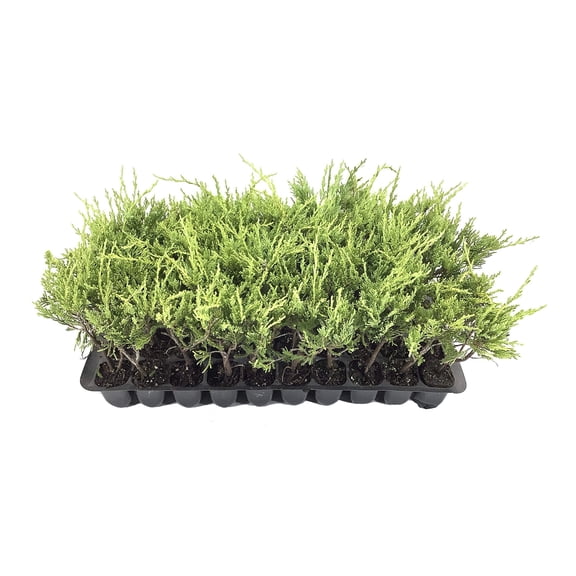 Sea Spray Juniper - 20 Live Plants - Juniperus Chinensis - Drought Tolerant Cold Hardy Evergreen Ground Cover