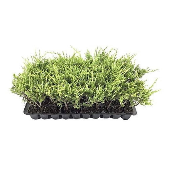 Sea Spray Juniper - 3 Live Plants - Juniperus Chinensis - Drought Tolerant Cold Hardy Evergreen Ground Cover