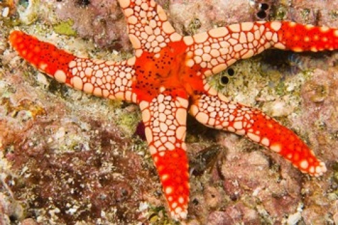 Sea Star Banda Island Indonesia Canvas Art - Stuart Westmorland DanitaDelimont (36 x 24)