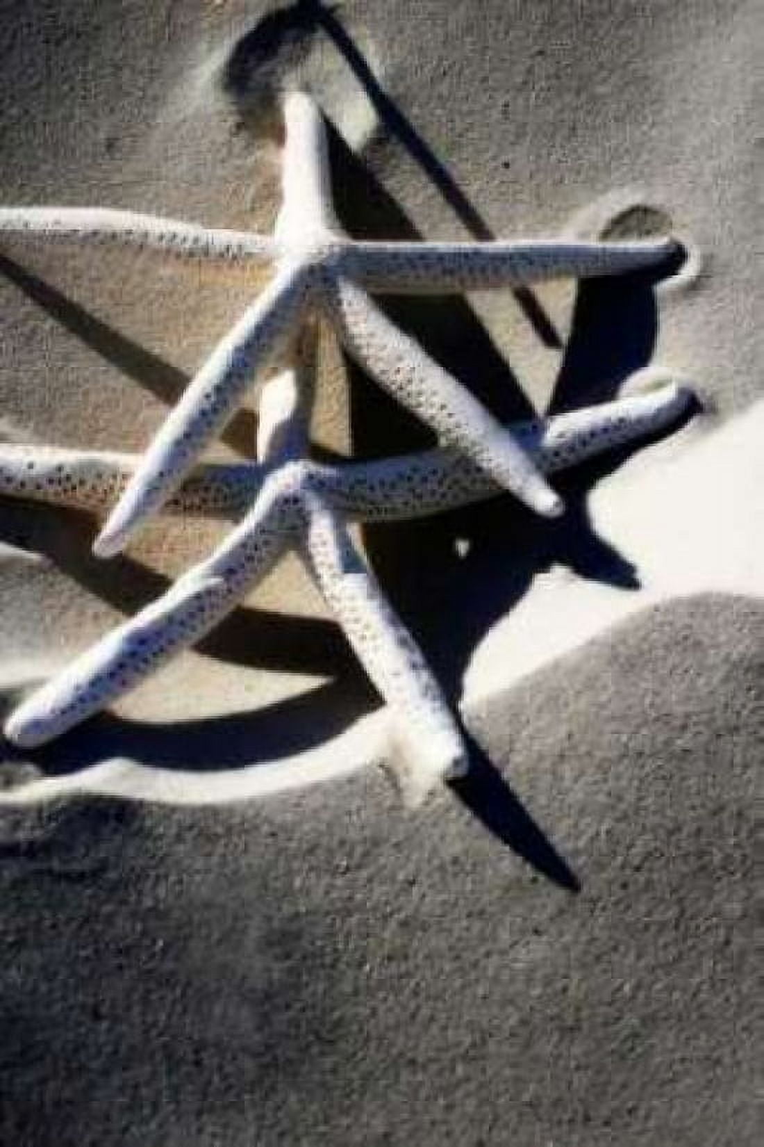 Sea Stars I Canvas Art - Alan Hausenflock (20 x 28)