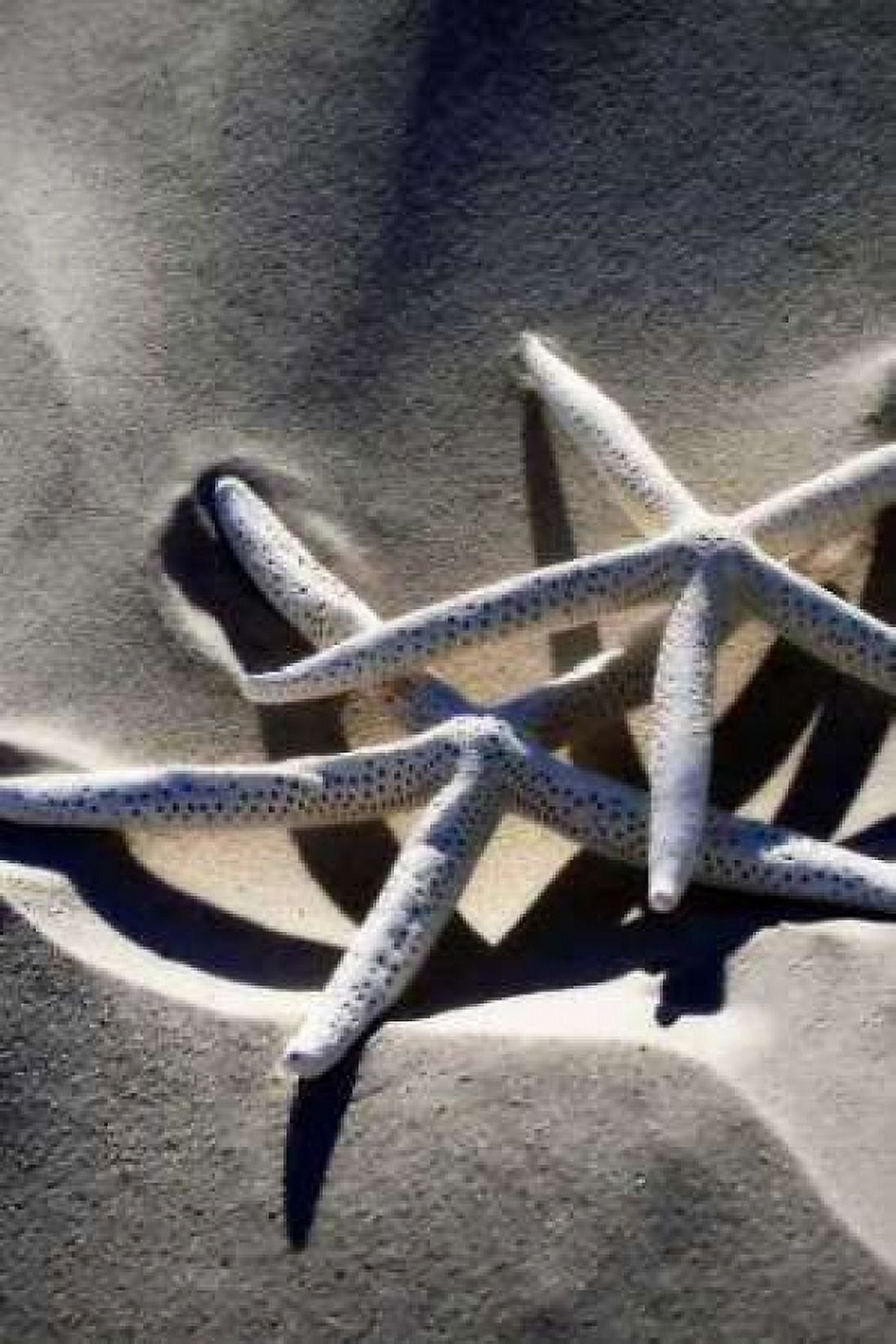 Sea Stars II Canvas Art - Alan Hausenflock (20 x 28)