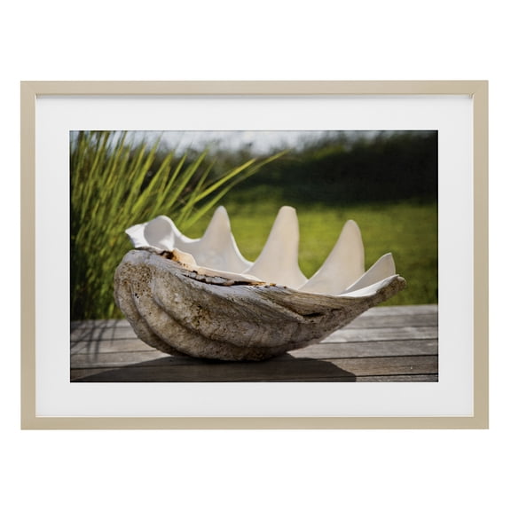 Stupell Industries Sea Treasure Shell Birch Framed Print Under Glass, design by Seven Trees Design
