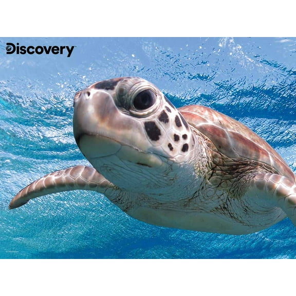 Sea Turtle Discovery