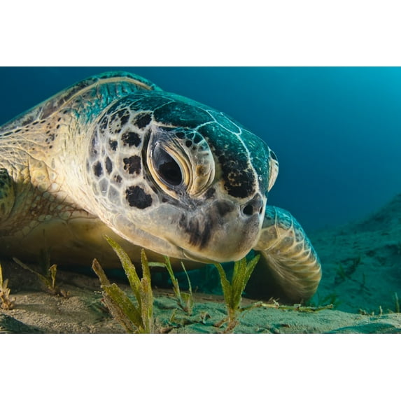 Sea Turtle Face (12x18 Wall Art Poster, Room Decor)