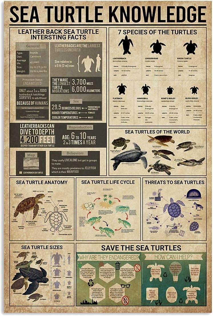 Sea Turtle Knowledge Metal Sign 7 Species Of The Turtles Infographic ...