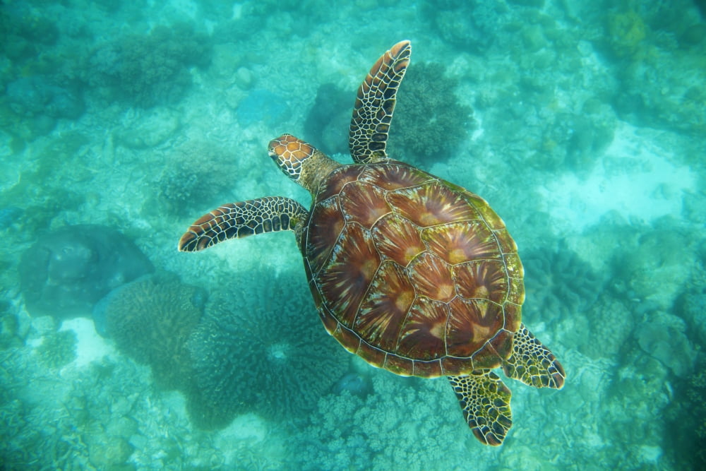 A Sea Turtle Swims Underwater In The Apo Island Marine Reserve And Fish Sanctuary Apo Island Negros Oriental Philippines Canvas Art - Sean White Design Pics (19 x 12)