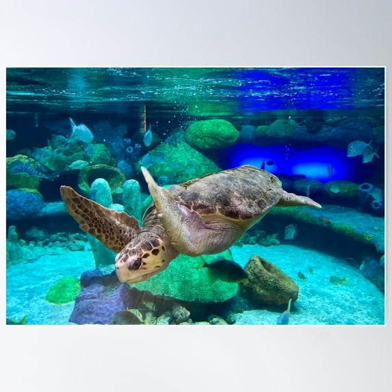 Sea Turtle Under Water Poster Wall Art, Modern Wall Decor For Living Room Bedroom, 8x12 UNFRAMED