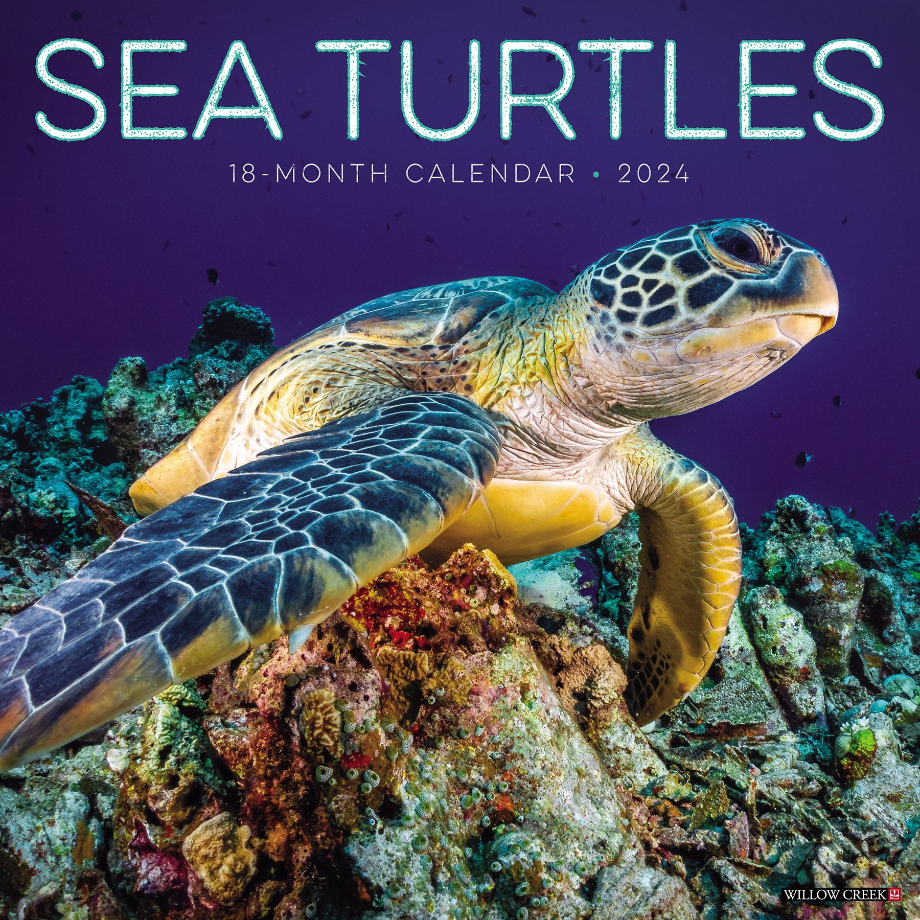 Sea Turtles 2025 12 X 12 Wall Calendar