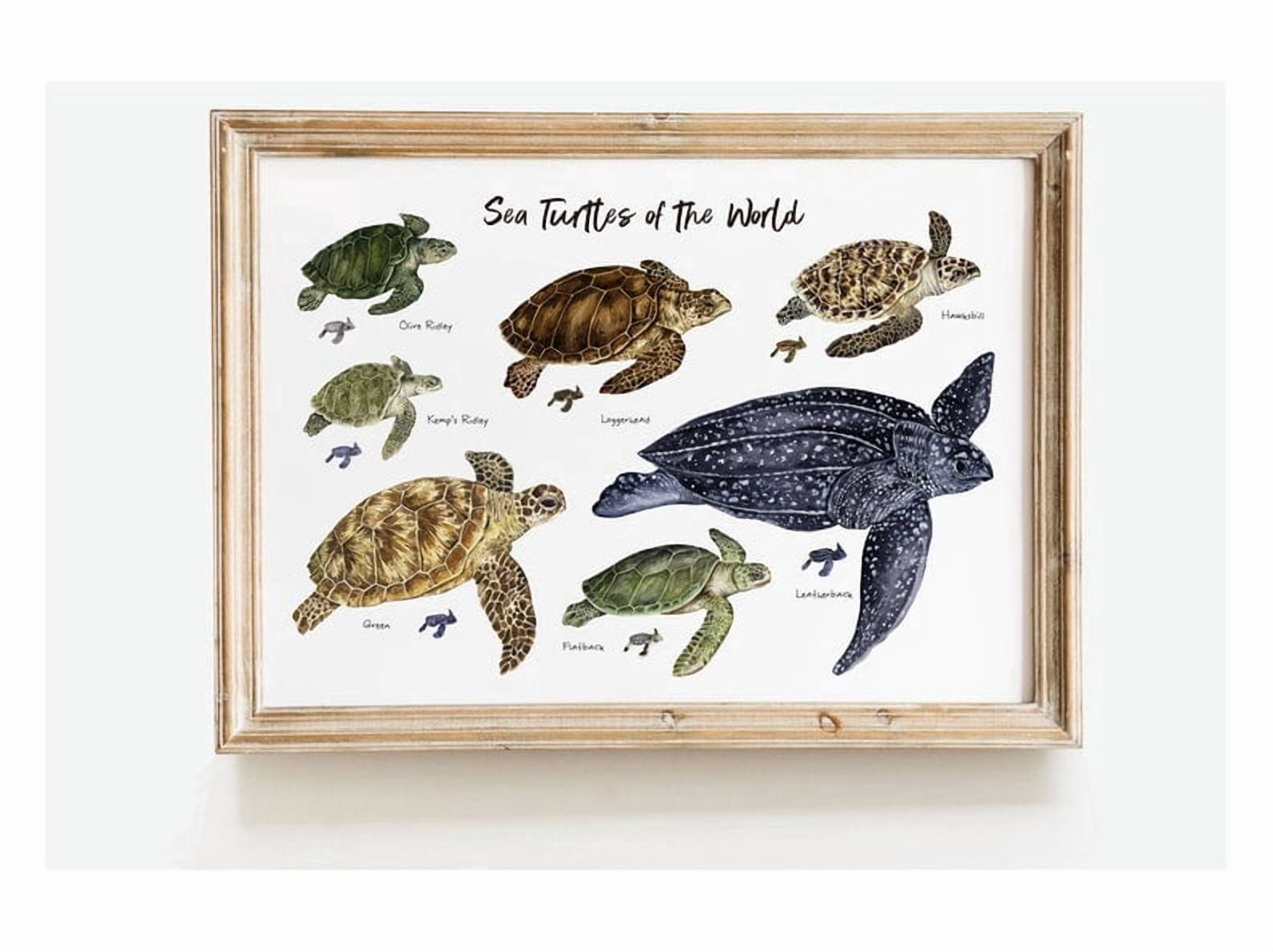 Sea Turtles of the World Wall Art Nautical Home Décor Ocean Animals ...