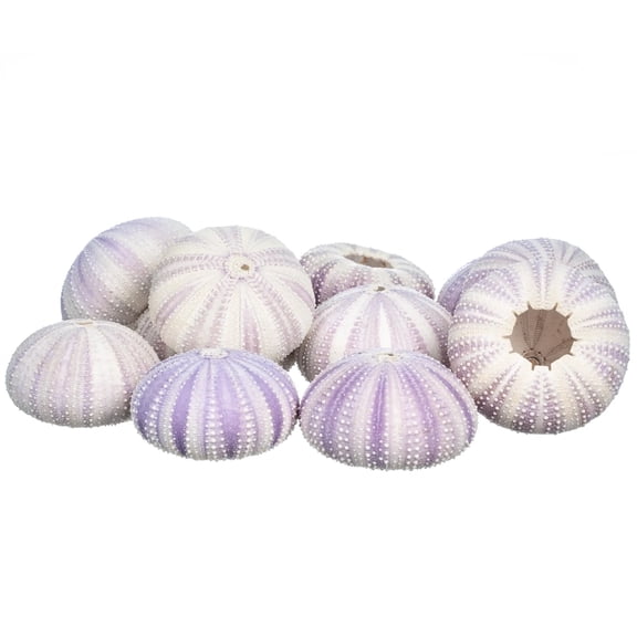 Sea Urchin | 12 Purple Sea Urchin Shell |12 Purple Sea Urchin Shells for Craft and Decor | Nautical Crush Trading TM