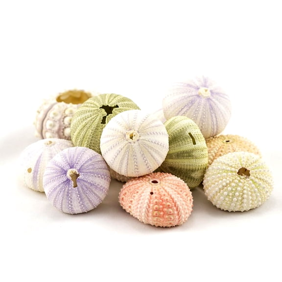 Sea Urchin 12 Variety Pack Imperfect Sea Urchins Flawed Pink Purple Green Sea Urchin Shells Decor