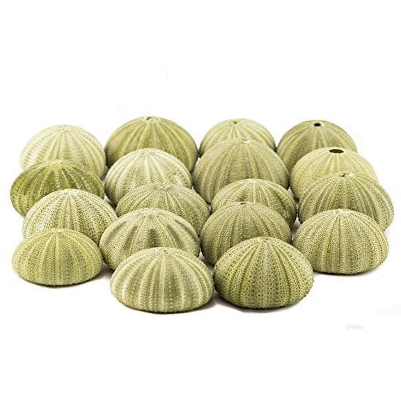 Sea Urchin | 18 Green Sea Urchin Shells for Craft and Decor