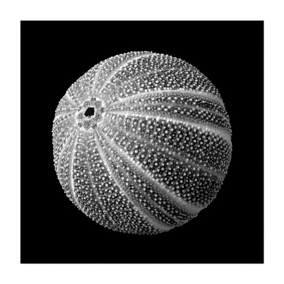 Sea Urchin 3 - Photography Marine Life Black and White Abstract Ocean Coastal Minimalist Nature Unframed Wall Art Print 6 x 6 inches