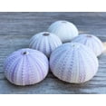 thumbnail image 1 of Sea Urchin | 5 Purple Sea, 1 of 3