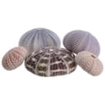 thumbnail image 1 of Sea Urchin Collection | 5 Assorted Sea Urchins, 1 of 5