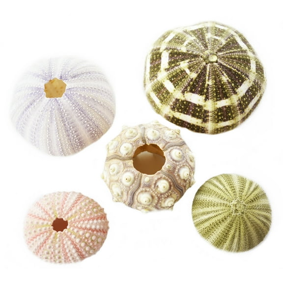 Sea Urchin Sampler: Natural Purple, Pink, Sputnik, Alfonso and Green Urchins - 5 Piece Set