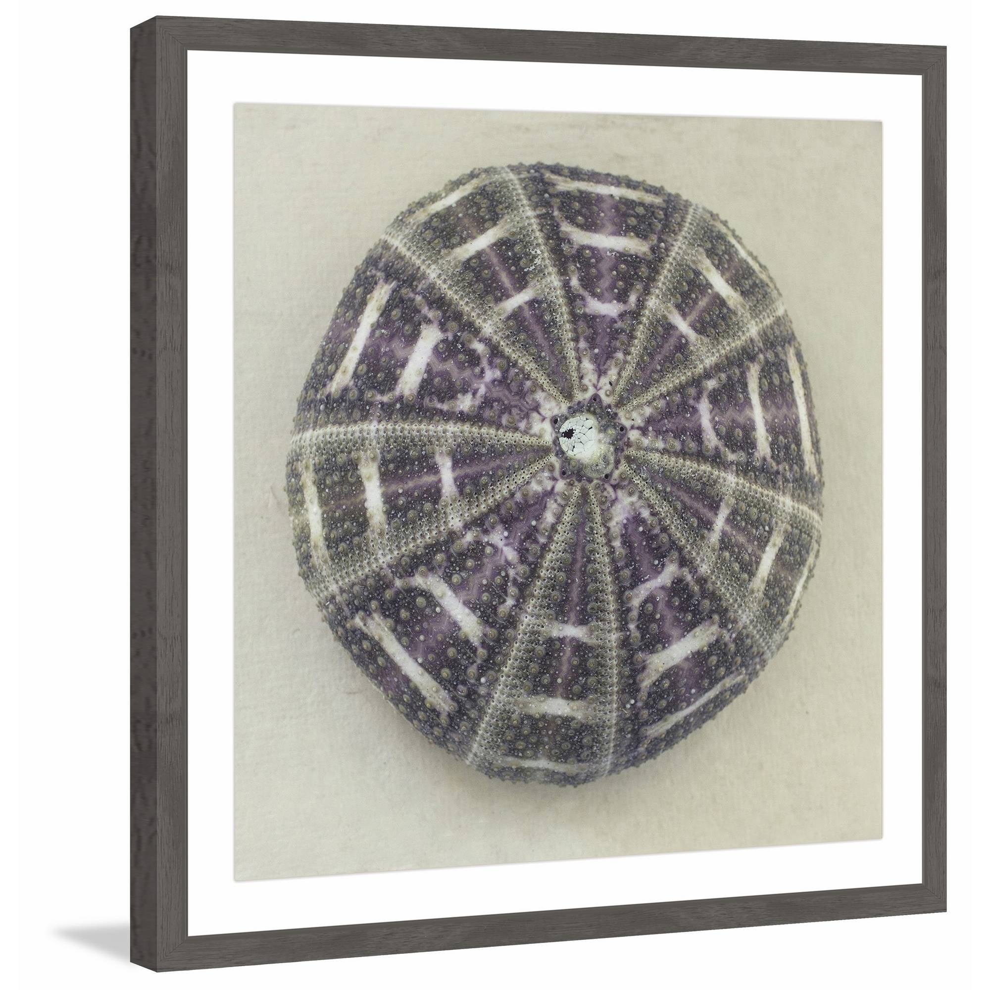 "Sea Urchin Shell" Framed Painting Print