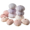 thumbnail image 1 of Sea Urchins | 6 Pink Sea Urchin Shells & 6 Purple Sea Urchin Shells | Crafts and Beach Decor, 1 of 4