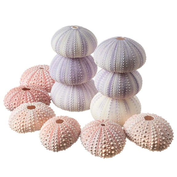 Sea Urchins | 6 Pink Sea Urchin Shells & 6 Purple Sea Urchin Shells | Crafts and Beach Decor