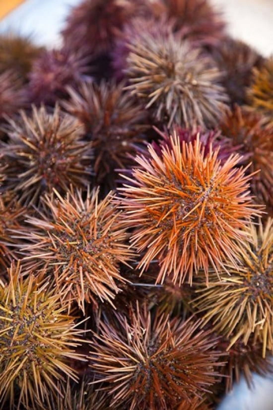 Sea Urchins For Sale Cadiz Spain Canvas Art - Walter Bibikow DanitaDelimont (18 x 24)