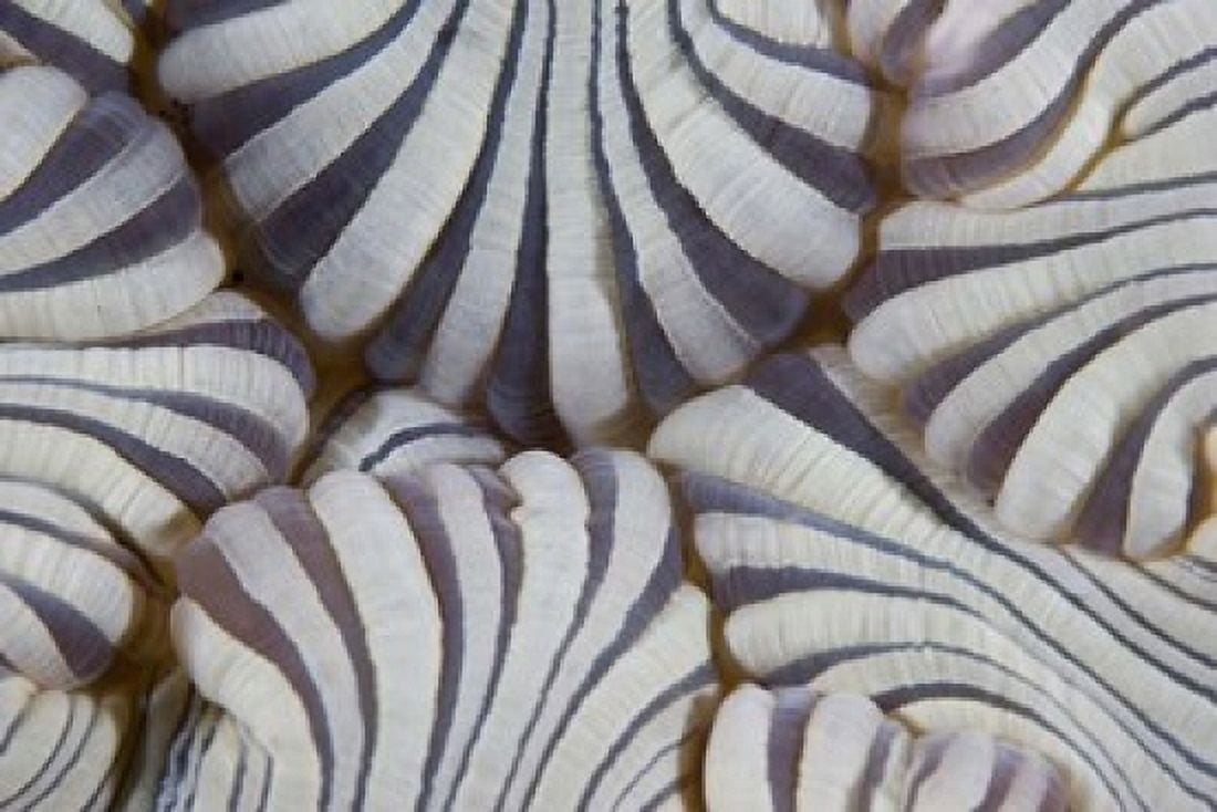 Sea anemone Marine life Canvas Art - Jaynes Gallery DanitaDelimont (26 x 18)