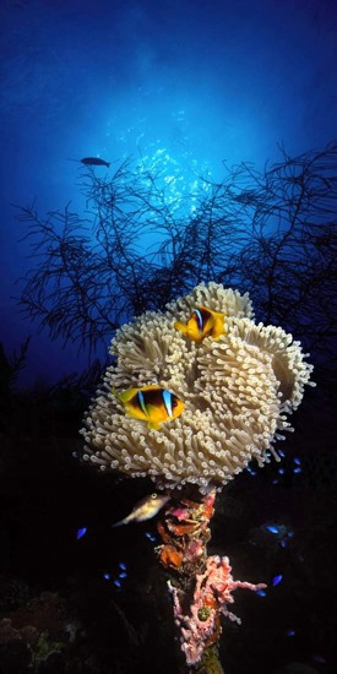 Sea anemone and Allards anemonefish (Amphiprion allardi) in the ocean Canvas Art - Panoramic Images (24 x 12)
