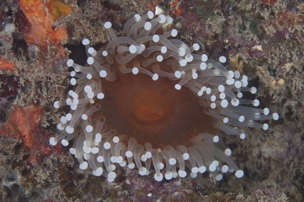 Sea anenome in the Beqa Lagoon reef Fiji Canvas Art - Terry MooreStocktrek Images (35 x 23)