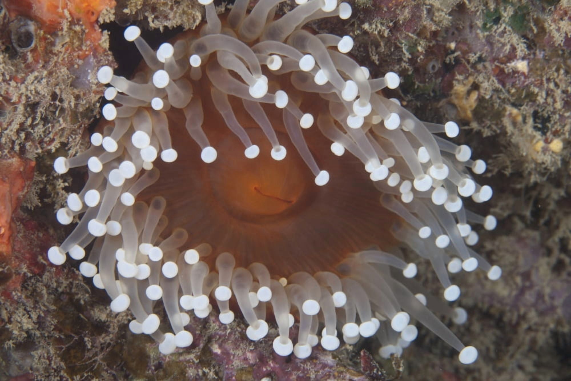 Sea anenome in the Beqa Lagoon reef Fiji Canvas Art - Terry MooreStocktrek Images (35 x 23)
