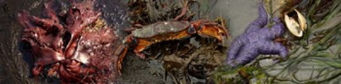 Sea critters Canvas Art - Panoramic Images (20 x 5)