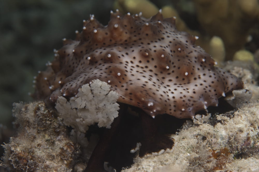 Sea cucumber feeding on algae Canvas Art - Terry MooreStocktrek Images (35 x 23)