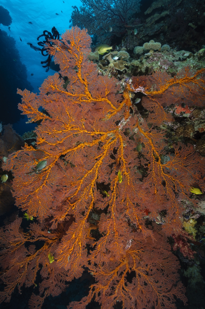 Sea fan Fiji Canvas Art - Todd WinnerStocktrek Images (12 x 18)