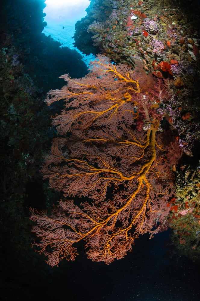 Sea fan and soft coral Fiji Canvas Art - Todd WinnerStocktrek Images (23 x 35)