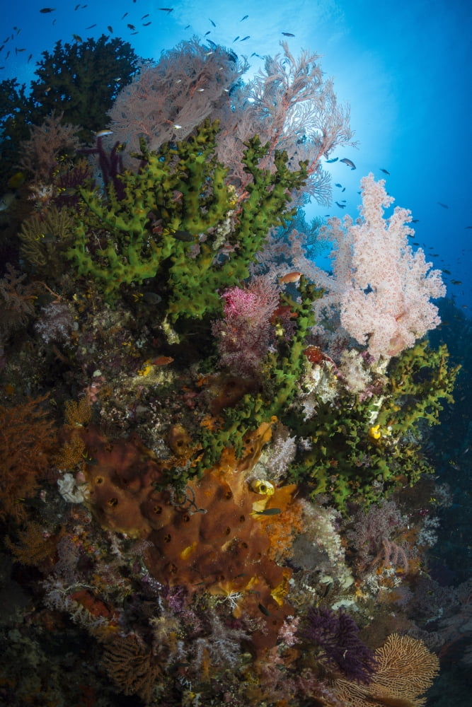 Sea fan on soft coral in Raja Ampat Indonesia Canvas Art - Todd WinnerStocktrek Images (12 x 18)