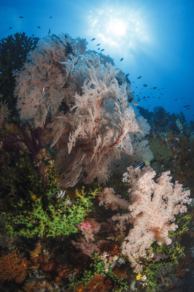 Sea fan on soft coral in Raja Ampat Indonesia Canvas Art - Todd WinnerStocktrek Images (23 x 35)