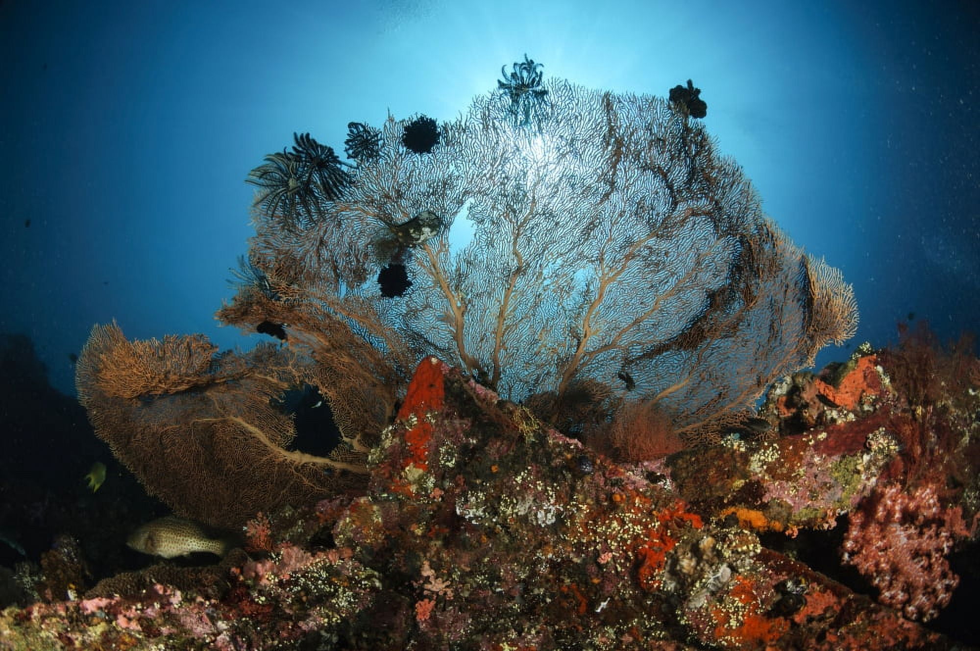 Sea fan on the Liberty Wreck Bali Indonesia Canvas Art - Todd WinnerStocktrek Images (35 x 23)