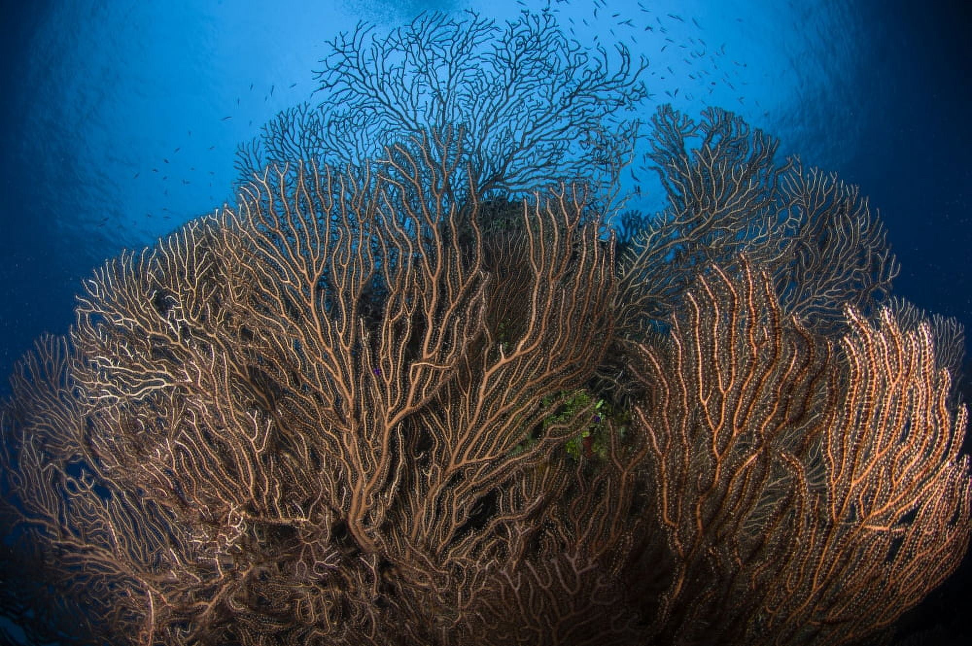 Sea fan seascape Belize Canvas Art - Todd WinnerStocktrek Images (18 x 12)