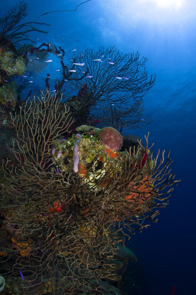 Sea fan seascape Belize Canvas Art - Todd WinnerStocktrek Images (23 x 35)