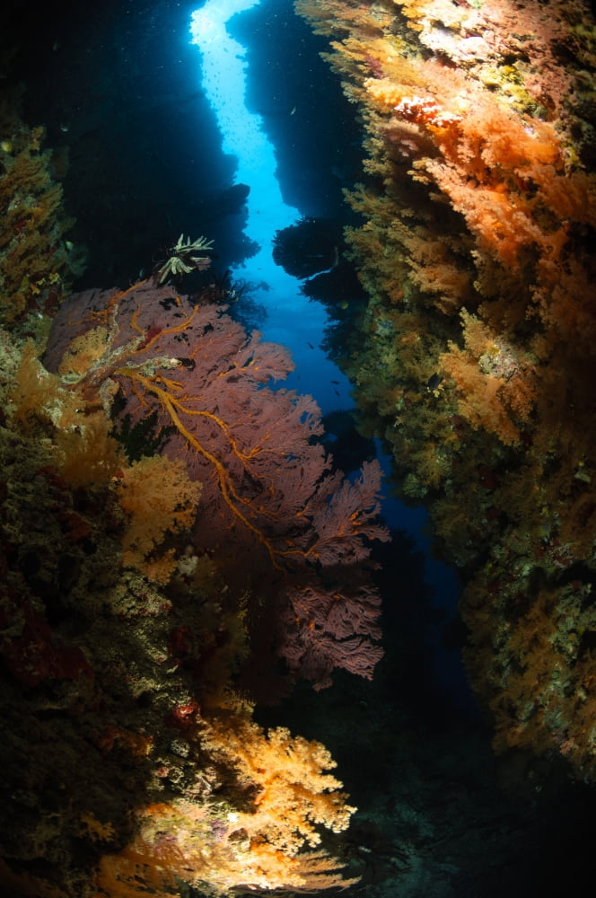 Sea fans Fiji Canvas Art - Todd WinnerStocktrek Images (12 x 18)
