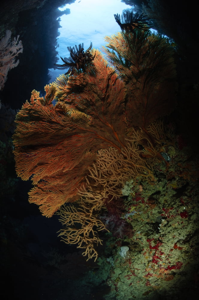 Sea fans Fiji Canvas Art - Todd WinnerStocktrek Images (12 x 18)
