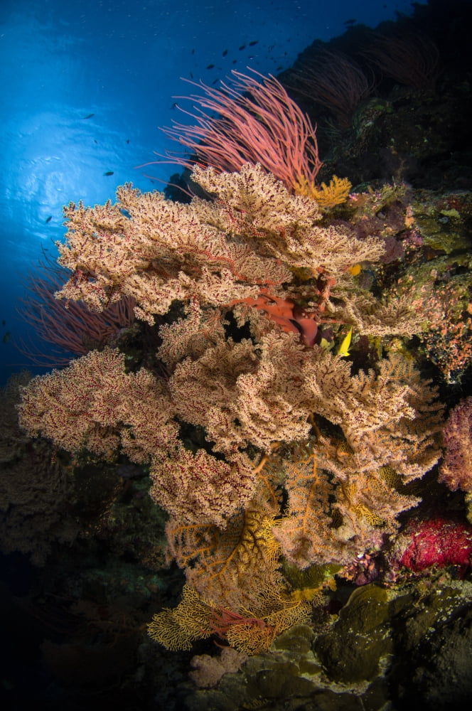 Sea fans and sea whips Australia Canvas Art - Todd WinnerStocktrek Images (23 x 35)