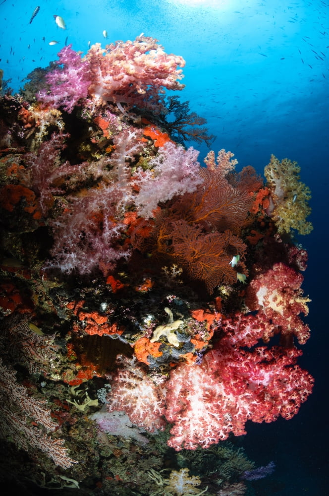 Sea fans and soft coral Fiji Canvas Art - Todd WinnerStocktrek Images (12 x 18)