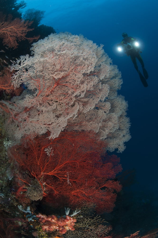 Sea fans illuminated by diver with twin lights Raja Ampat Indonesia Canvas Art - Steve JonesStocktrek Images (12 x 18)
