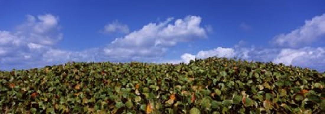 Sea grapes (Coccoloba uvifera) in a field East End Anguilla Canvas Art - Panoramic Images (36 x 13)