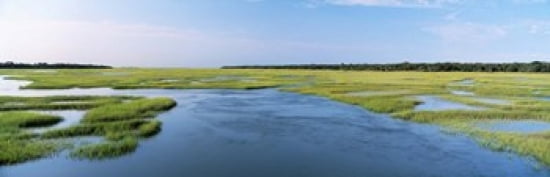 Sea grass in the sea Atlantic Coast Jacksonville Florida USA Canvas Art - Panoramic Images (36 x 12)