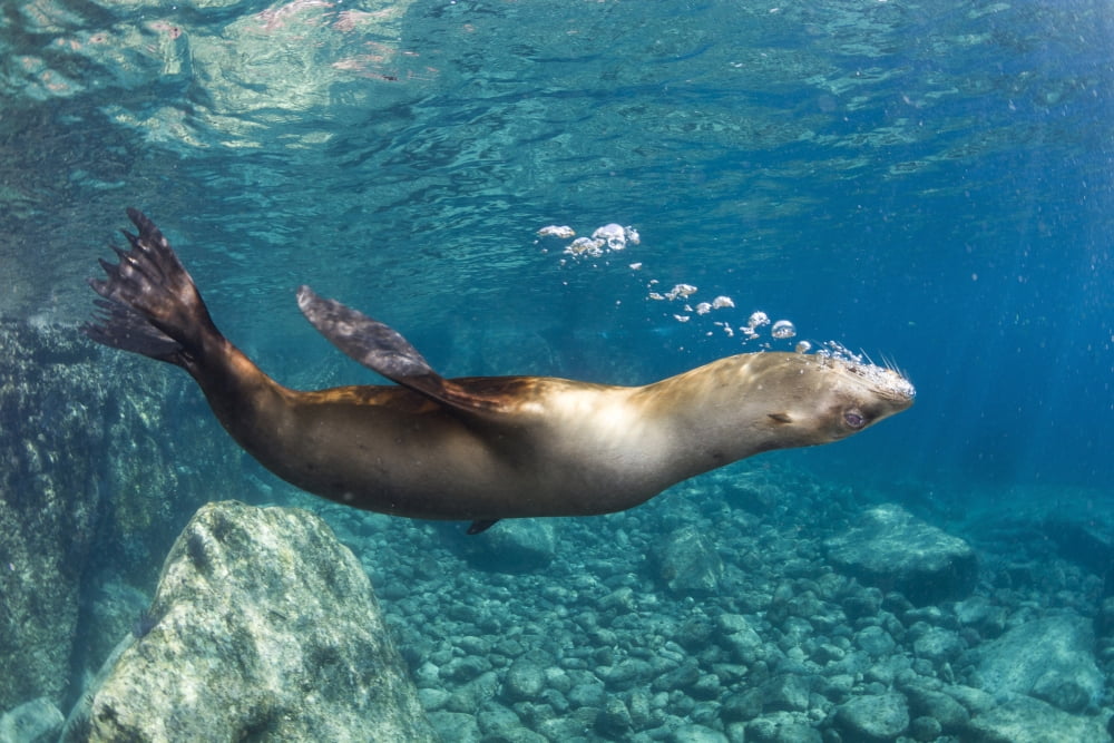 Sea lion blowing bubbles Los Islotes La Paz Mexico Canvas Art - Todd WinnerStocktrek Images (35 x 23)