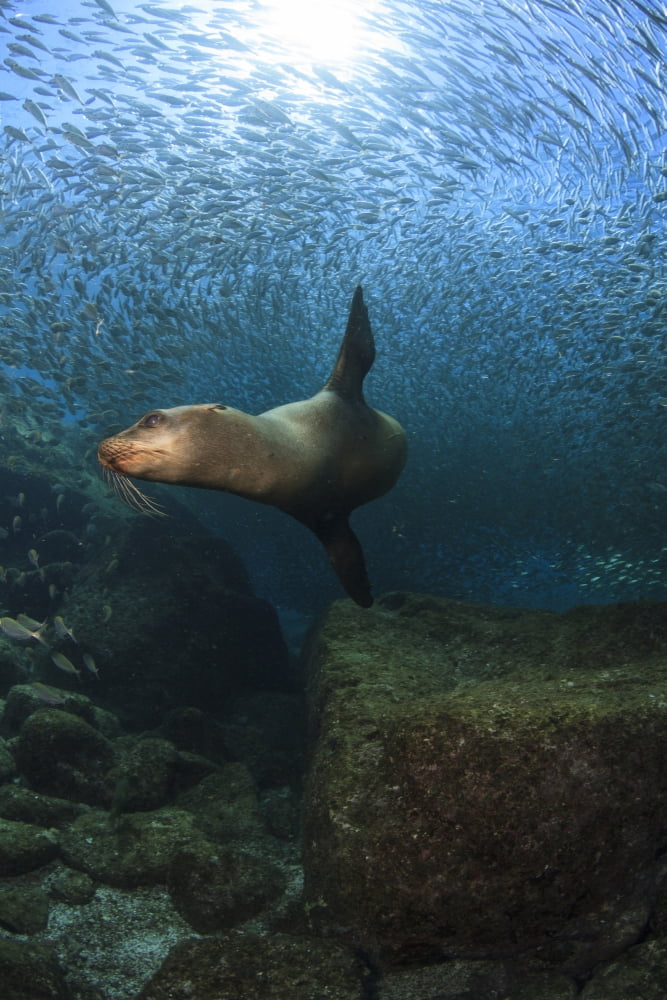 Sea lion chasing a school of bait fish La Paz Mexico Canvas Art - Todd WinnerStocktrek Images (23 x 35)