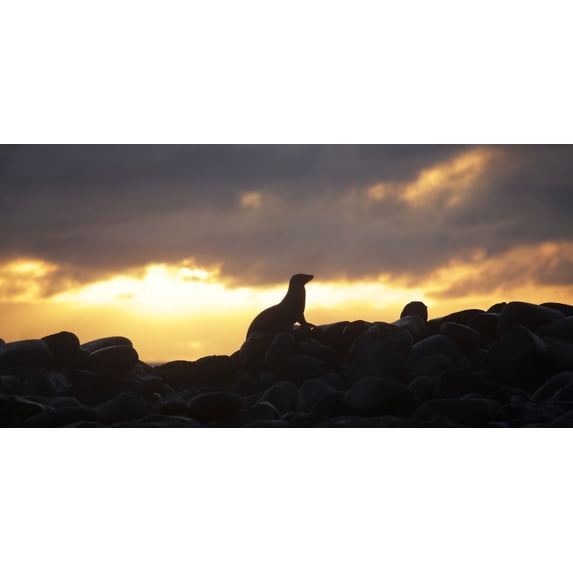 Sea lion on rocky promontory silhouetted against a golden sunset Poster Print by Chris Caldicott / Design Pics (17 x 11)