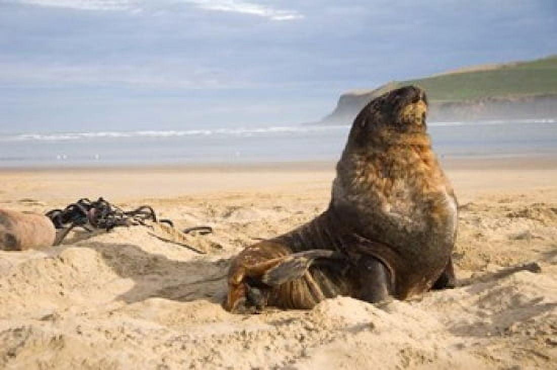 Sea lions on beach Catlins New Zealand Canvas Art - Micah Wright DanitaDelimont (26 x 17)