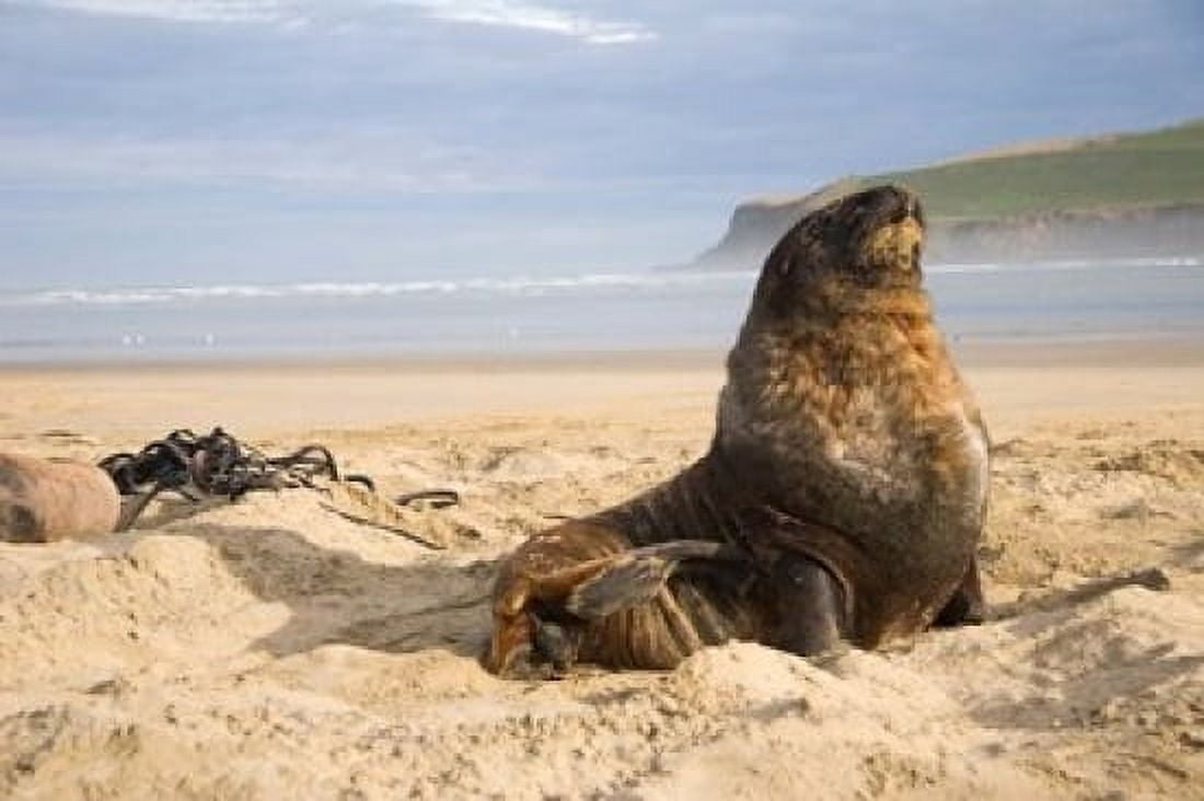 Sea lions on beach Catlins New Zealand Canvas Art - Micah Wright DanitaDelimont (36 x 24)