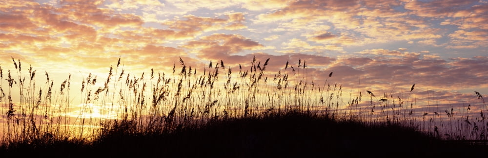 Sea oat grass on the beach Atlantic Ocean Beach Amelia Island Nassau County Florida USA Canvas Art - Panoramic Images (27 x 9)